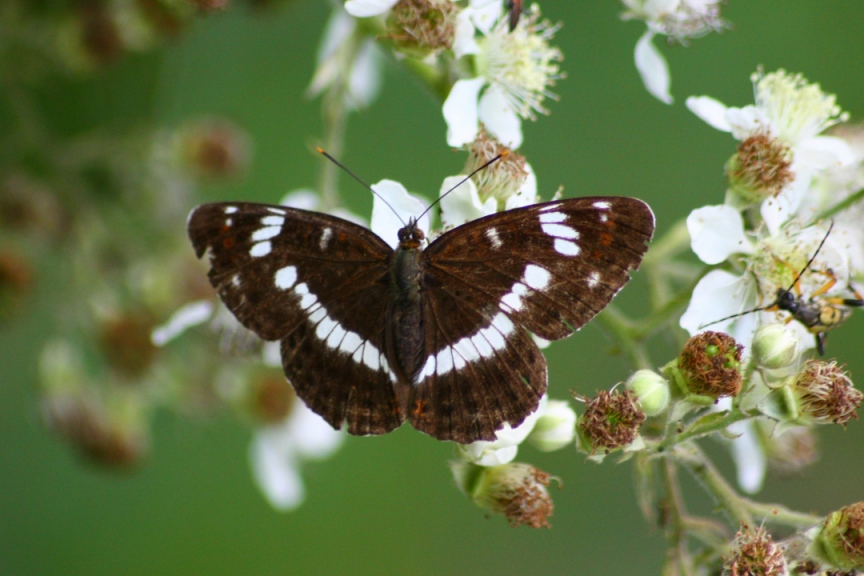 richiesta identificazione